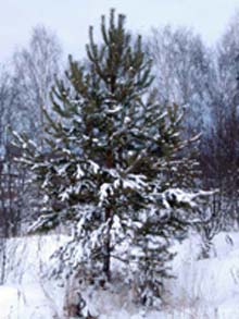  зимнее дерево